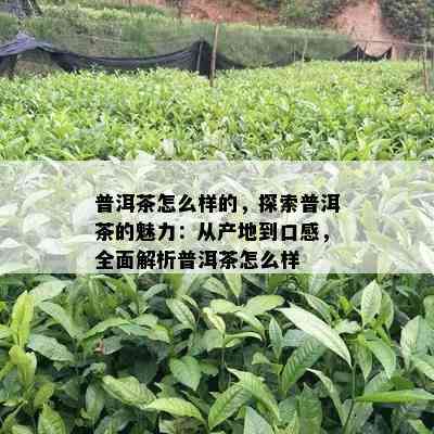 普洱茶怎么样的，探索普洱茶的魅力：从产地到口感，全面解析普洱茶怎么样