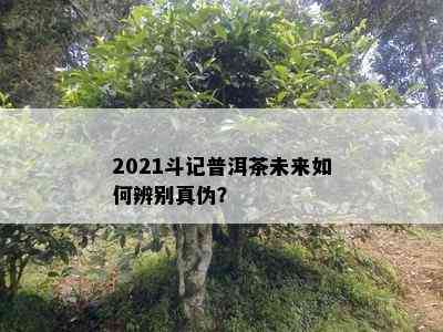 2021斗记普洱茶未来如何辨别真伪？