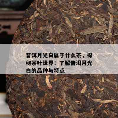 普洱月光白属于什么茶，探秘茶叶世界：了解普洱月光白的品种与特点