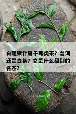 白毫银针属于哪类茶？普洱还是白茶？它是什么级别的名茶？