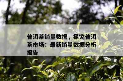 普洱茶销量数据，探究普洱茶市场：最新销量数据分析报告