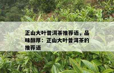 正山大叶普洱茶推荐语，品味醇厚：正山大叶普洱茶的推荐语