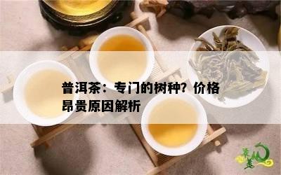 普洱茶：专门的树种？价格昂贵原因解析