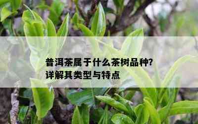 普洱茶属于什么茶树品种？详解其类型与特点