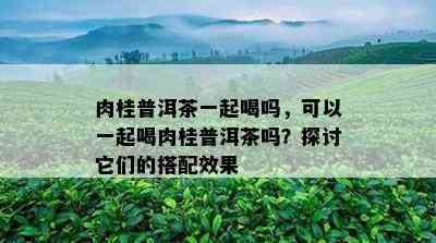 肉桂普洱茶一起喝吗，可以一起喝肉桂普洱茶吗？探讨它们的搭配效果