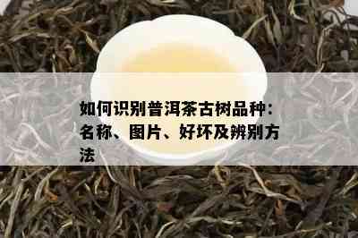 如何识别普洱茶古树品种：名称、图片、好坏及辨别方法