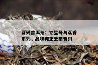 茗兴普洱茶：铭星号与茗香系列，品味纯正云南普洱