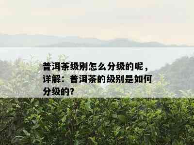 普洱茶级别怎么分级的呢，详解：普洱茶的级别是如何分级的？