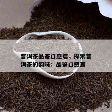 普洱茶品鉴口感篇，探索普洱茶的韵味：品鉴口感篇