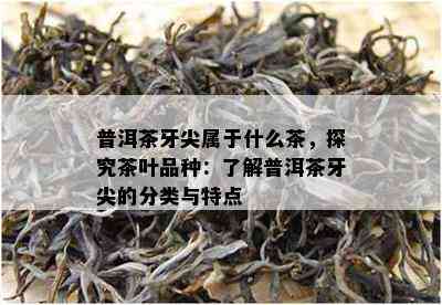 普洱茶牙尖属于什么茶，探究茶叶品种：了解普洱茶牙尖的分类与特点