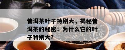 普洱茶叶子特别大，揭秘普洱茶的秘密：为什么它的叶子特别大？