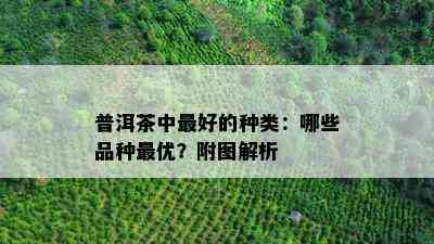 普洱茶中更好的种类：哪些品种更优？附图解析