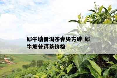 犀牛塘普洱茶春尖方砖-犀牛塘普洱茶价格