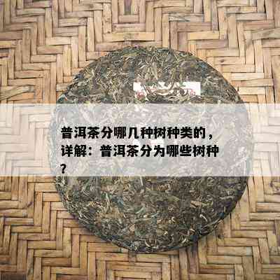 普洱茶分哪几种树种类的，详解：普洱茶分为哪些树种？