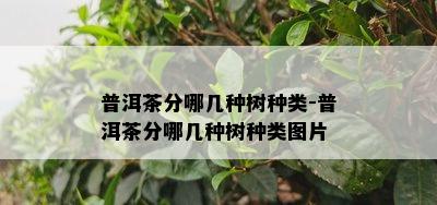 普洱茶分哪几种树种类-普洱茶分哪几种树种类图片