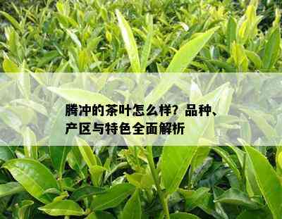 腾冲的茶叶怎么样？品种、产区与特色全面解析