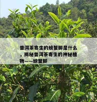 普洱茶寄生的螃蟹脚是什么，揭秘普洱茶寄生的神秘植物——螃蟹脚