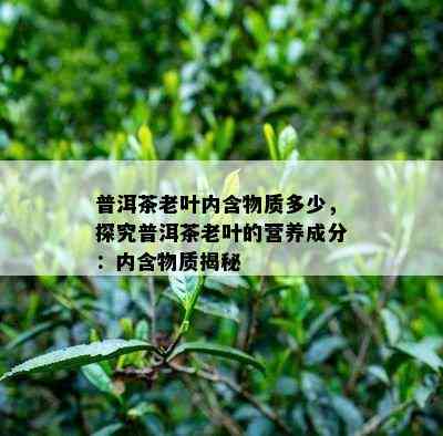 普洱茶老叶内含物质多少，探究普洱茶老叶的营养成分：内含物质揭秘