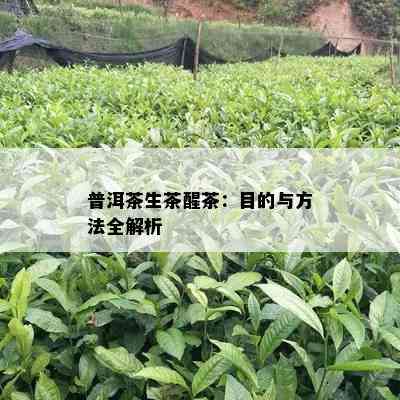 普洱茶生茶醒茶：目的与方法全解析