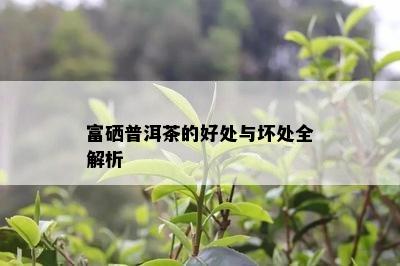 富硒普洱茶的好处与坏处全解析