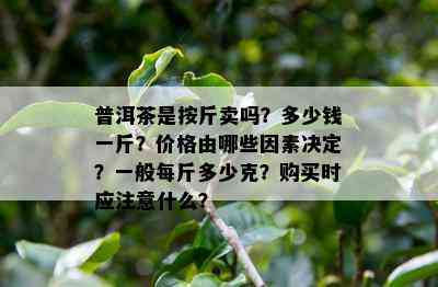 普洱茶是按斤卖吗？多少钱一斤？价格由哪些因素决定？一般每斤多少克？购买时应注意什么？