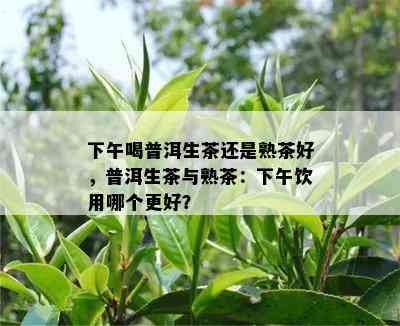 下午喝普洱生茶还是熟茶好，普洱生茶与熟茶：下午饮用哪个更好？