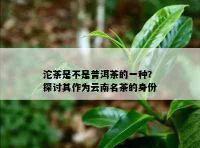 沱茶是不是普洱茶的一种？探讨其作为云南名茶的身份