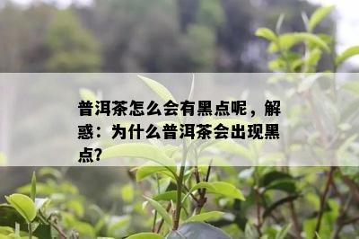 普洱茶怎么会有黑点呢，解惑：为什么普洱茶会出现黑点？