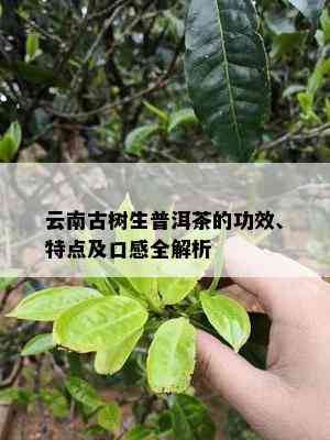 云南古树生普洱茶的功效、特点及口感全解析