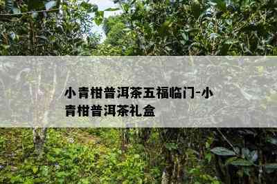 小青柑普洱茶五福临门-小青柑普洱茶礼盒