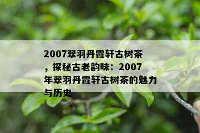 2007翠羽丹霞轩古树茶，探秘古老韵味：2007年翠羽丹霞轩古树茶的魅力与历史