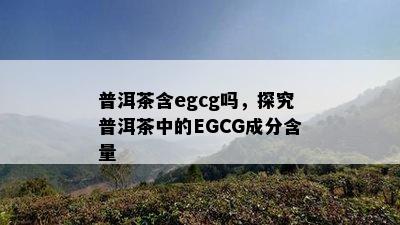 普洱茶含egcg吗，探究普洱茶中的EGCG成分含量