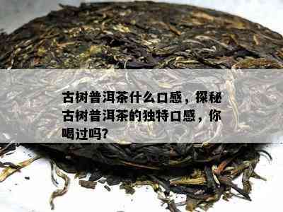 古树普洱茶什么口感，探秘古树普洱茶的独特口感，你喝过吗？