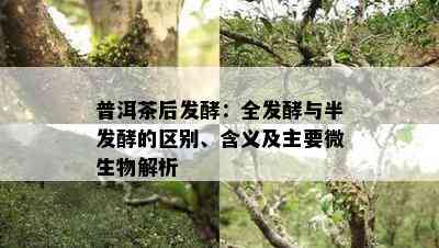 普洱茶后发酵：全发酵与半发酵的区别、含义及主要微生物解析