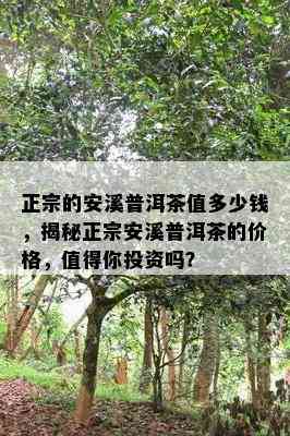 正宗的安溪普洱茶值多少钱，揭秘正宗安溪普洱茶的价格，值得你投资吗？