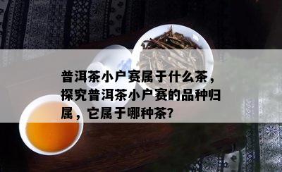 普洱茶小户赛属于什么茶，探究普洱茶小户赛的品种归属，它属于哪种茶？