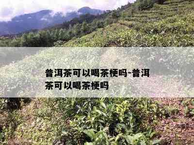 普洱茶可以喝茶梗吗-普洱茶可以喝茶梗吗