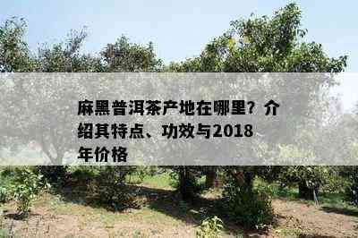 麻黑普洱茶产地在哪里？介绍其特点、功效与2018年价格