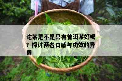 沱茶是不是只有普洱茶好喝？探讨两者口感与功效的异同