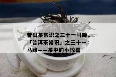 普洱茶常识之三十一马蹄，「普洱茶常识」之三十一：马蹄——茶中的小惊喜