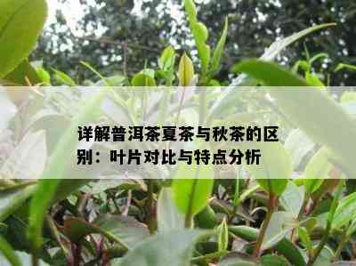 详解普洱茶夏茶与秋茶的区别：叶片对比与特点分析