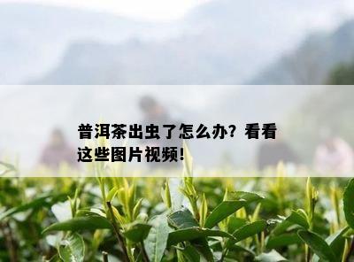 普洱茶出虫了怎么办？看看这些图片视频！