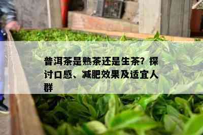 普洱茶是熟茶还是生茶？探讨口感、减肥效果及适宜人群