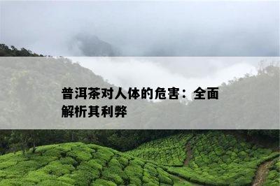 普洱茶对人体的危害：全面解析其利弊