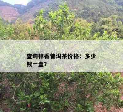 查询樟香普洱茶价格：多少钱一盒？