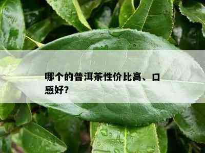 哪个的普洱茶性价比高、口感好？