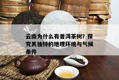 云南为什么有普洱茶树？探究其独特的地理环境与气候条件