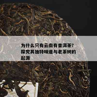 为什么只有云南有普洱茶？探究其独特味道与老茶树的起源