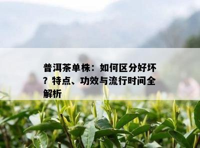 普洱茶单株：如何区分好坏？特点、功效与流行时间全解析