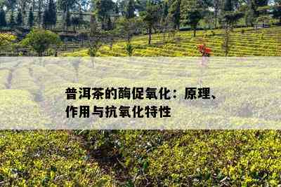 普洱茶的酶促氧化：原理、作用与抗氧化特性